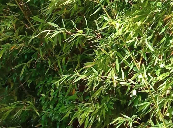 בית אירוח Le Clos Fleuri נים